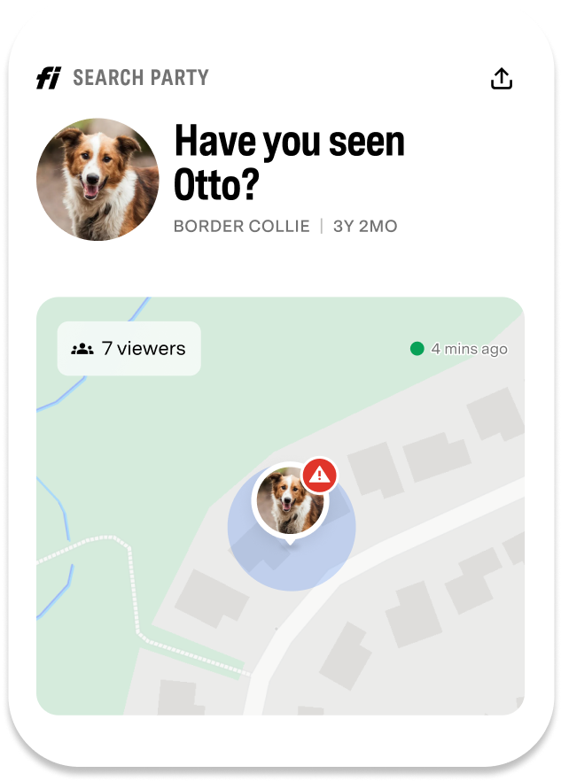 A lost dog, named Otto