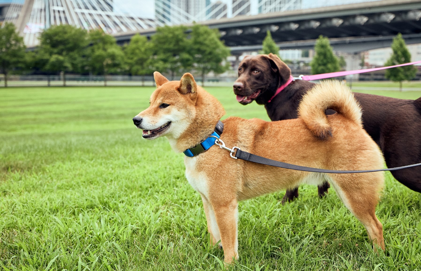 Two dogs of different size in a park